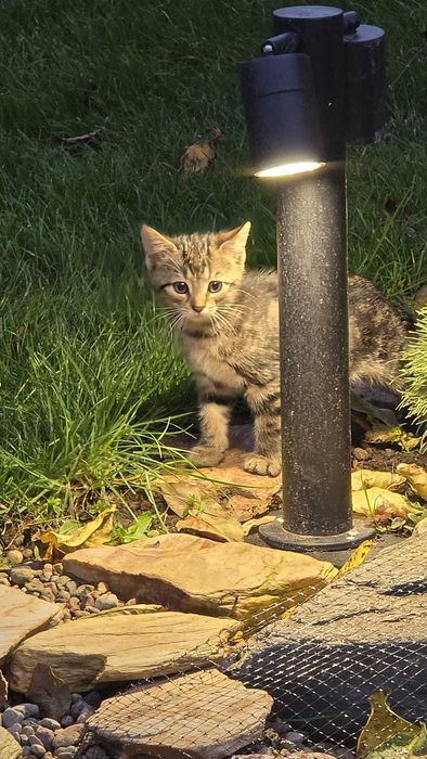Zoltan kot kocurek adopcja schronisko