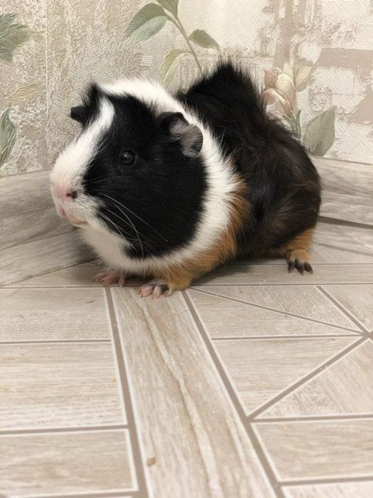 Приму в дар морскую свинку