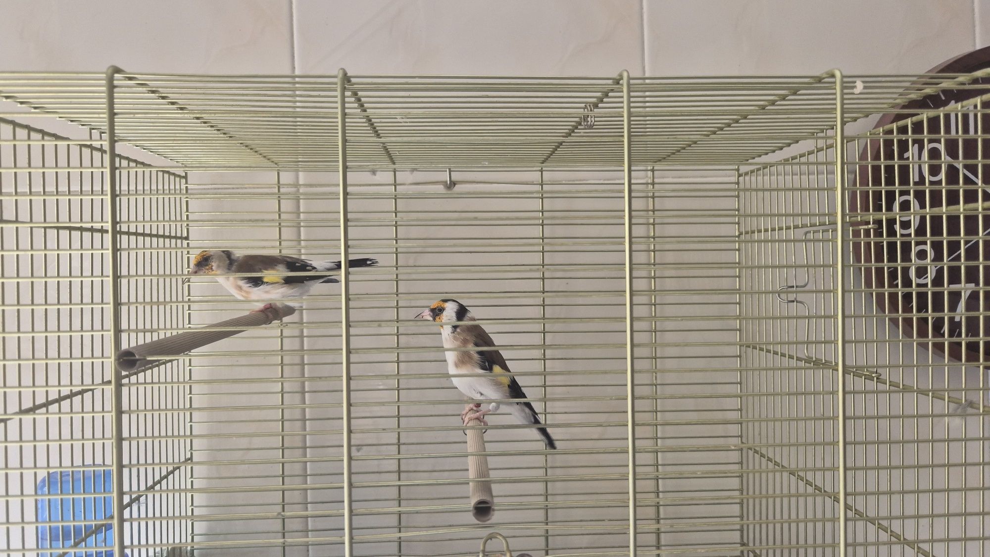 Casal pintassilgo major