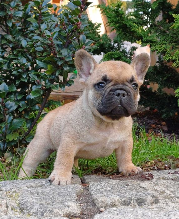 Buldog Francuski, Związek Kynologiczny w Polsce, FCI, samiec