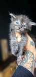 Czarny dymny kocurek Maine Coon rodowód Felis Polonia