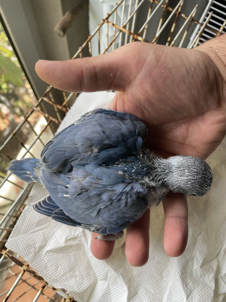Ring Neck Azul Muito Meigo