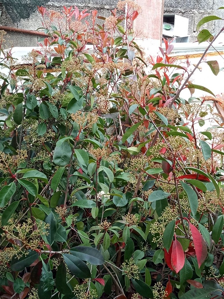 Photinias para sebe