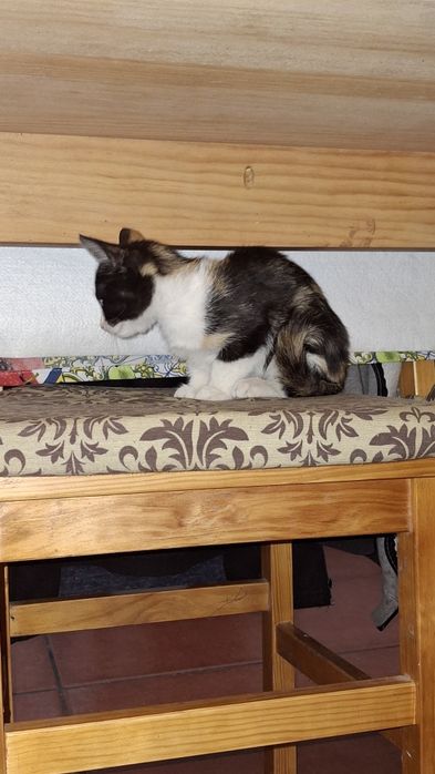 Dá-se gatinhos bebes