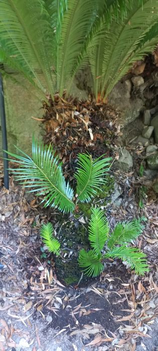 Planta Cyca para Jardim