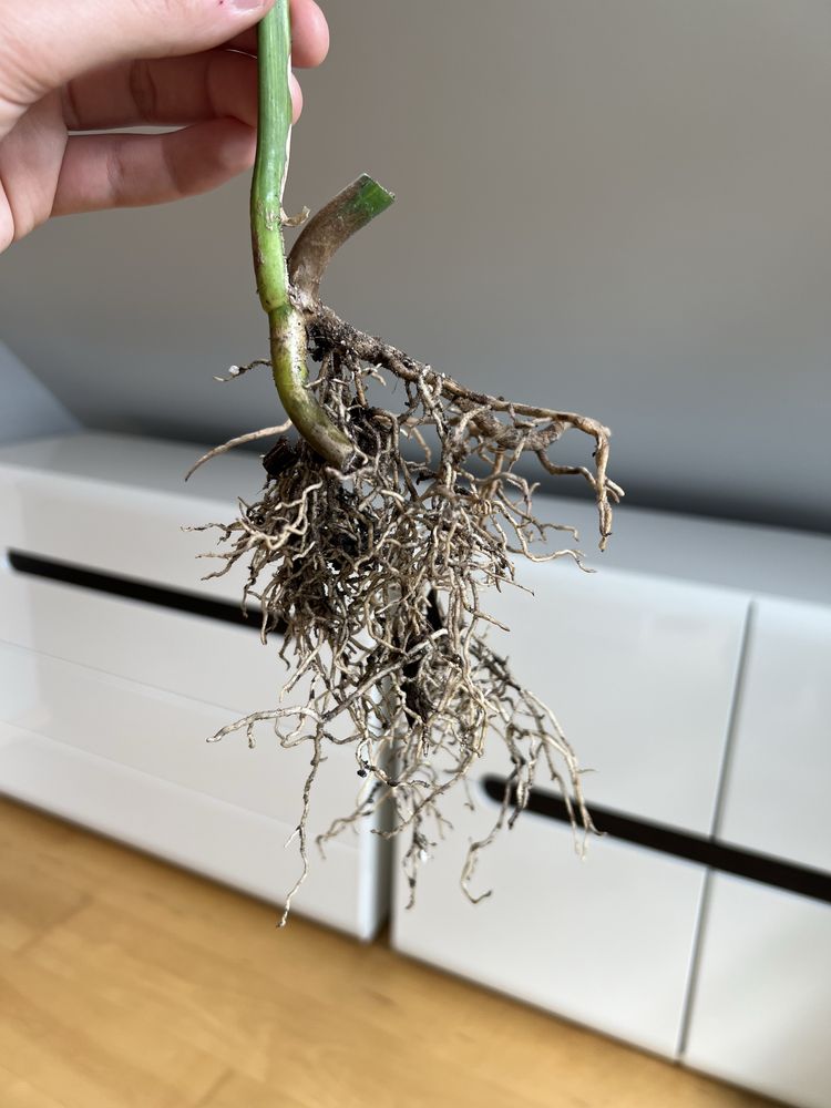 Monstera Marmorata