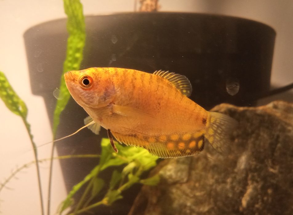 Gurami złote - złociste