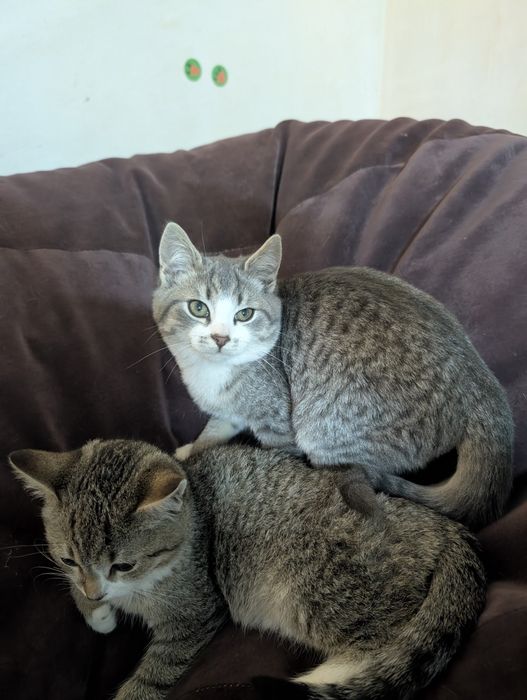 Кошенята в Крюківщині. Можемо підвезти куди буде зручно.