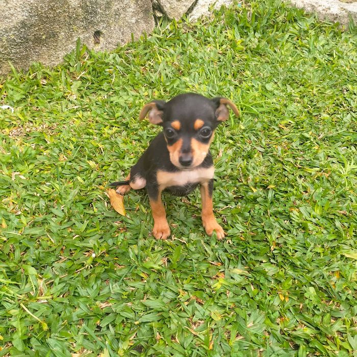 Pinscher fêmea 2 meses