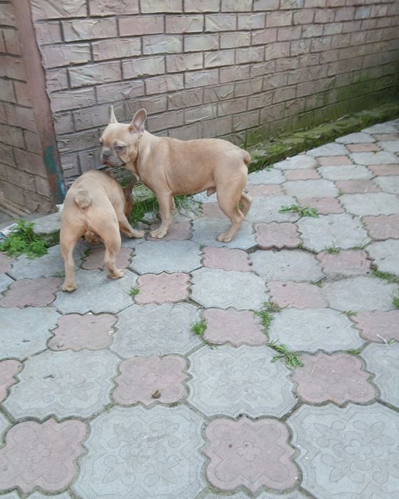 Две голубые девочки 12мес