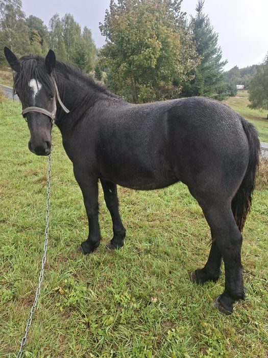 Sprzedam zrebice zimnokrwistom