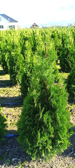 Sprzedam Tuje Szmaragd 180cm.