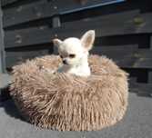 Cudowna dziewczynka Chihuahua ZKwP FCI