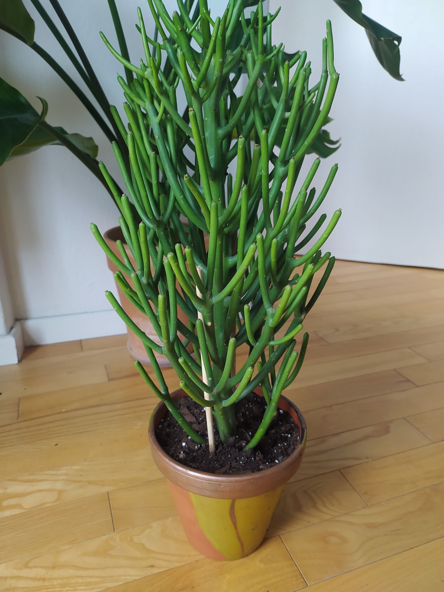 Euphorbia Tirucalli, wilczomlecz palczasty