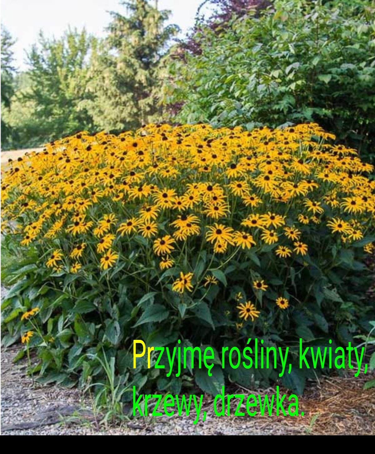 Rośliny, krzewy nie potrzebne