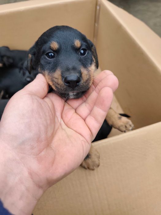 Oddam pieski w dobre ręce!!!