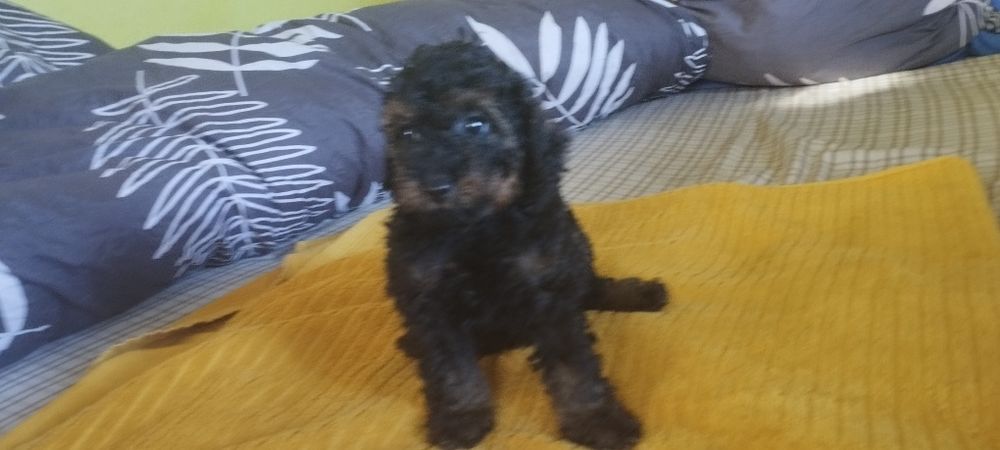 Pudelek toy wyjątkowy