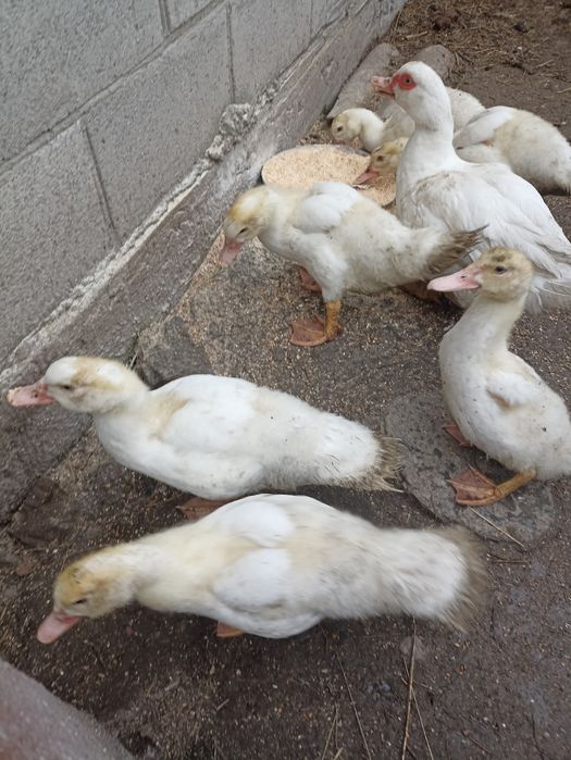 Продам індокаченят