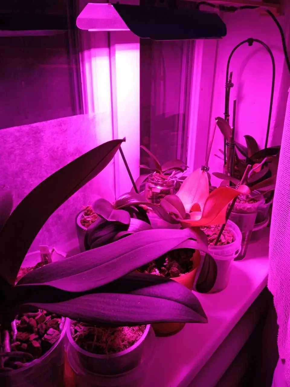 Лампа ультрафиолетовая LED фито прожектор для растений, фитолампа 40W