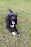 583130 Antoni do adopcji