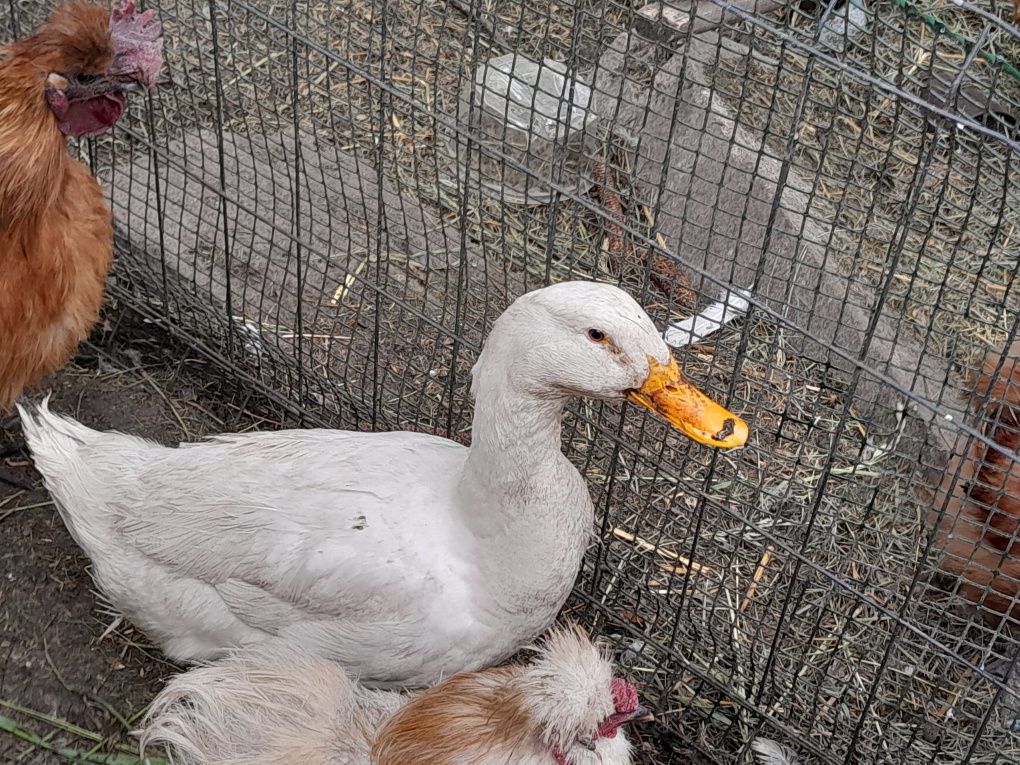 Sprzedam kaczki pekiny I staropolskie