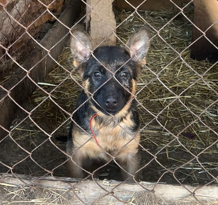 Продам чистокровну вівчарку(цуцик)