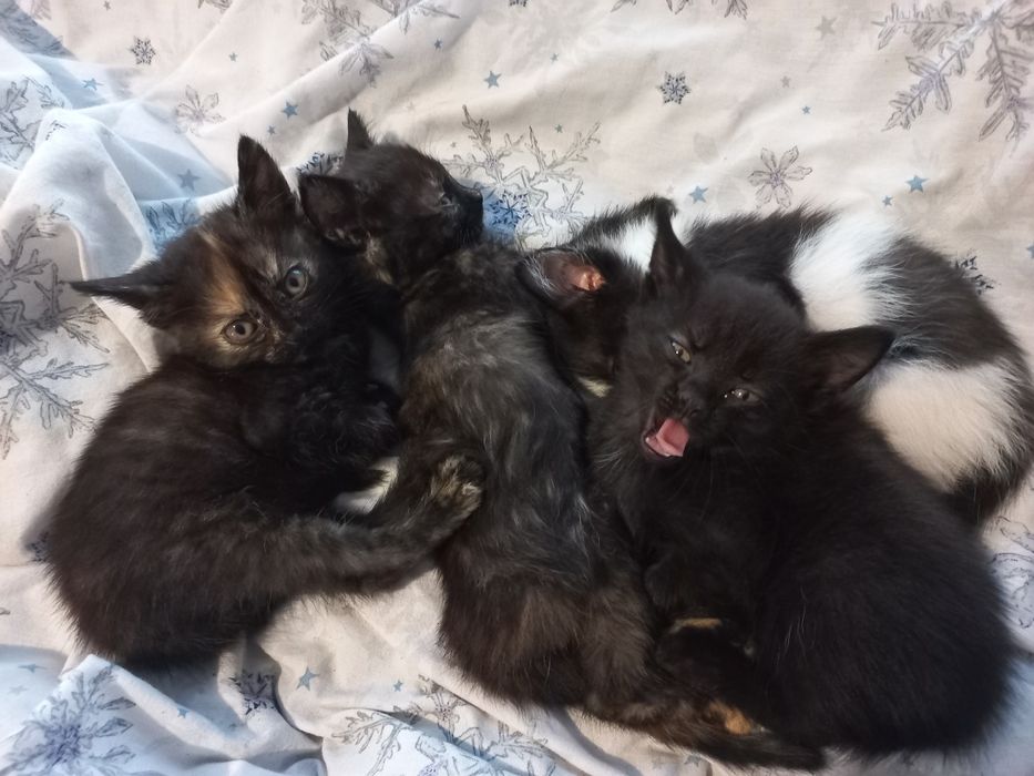 Відам в добрі руки маленьких кошенят 2 дівчинки та один хлопчик