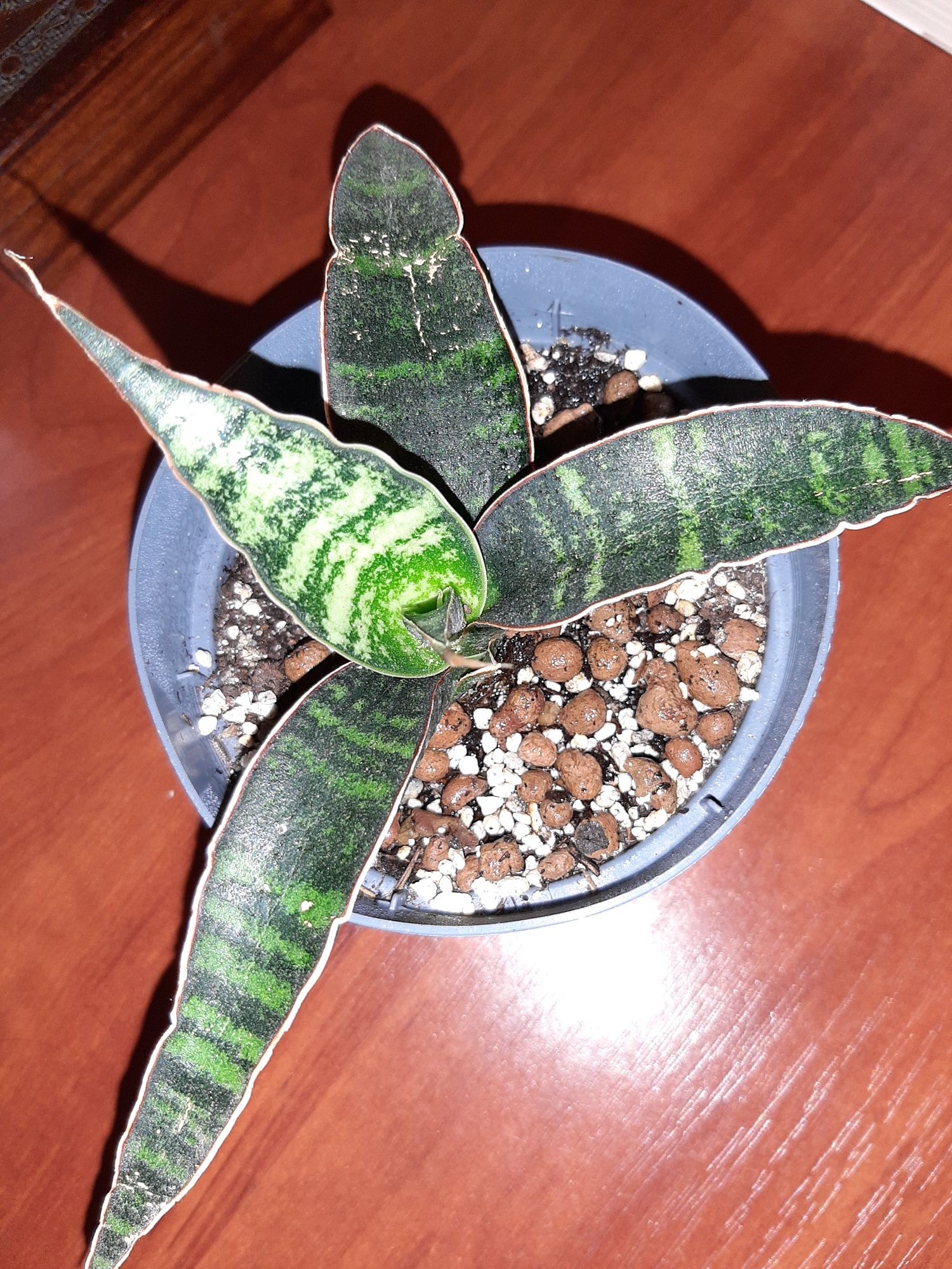 Sansevieria Fischeri