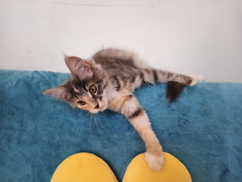 Maine coon prześliczna niebieska szylkretka z rodowodem FPL