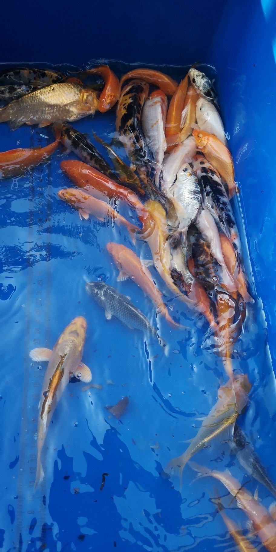 Narybek karpi koi 10-15cm