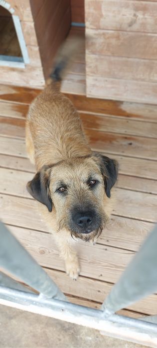 Szorściak Bono poleca się do adopcji!