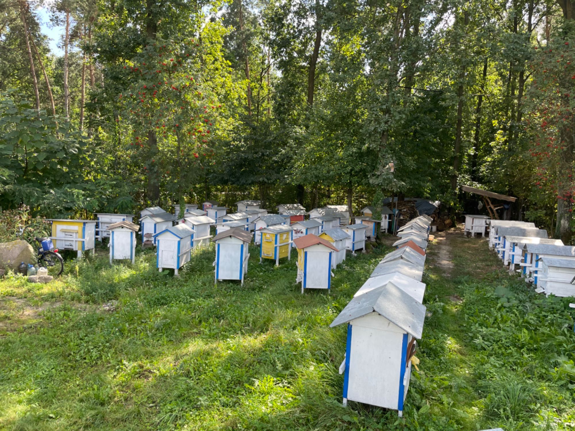 Sprzedam pasiekę pszczół przezimowane