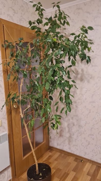 Фикусы  Бенджамина большие растения
