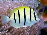 Akwarium morskie - Acanthurus triostegus