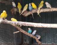 Periquitos Australianos