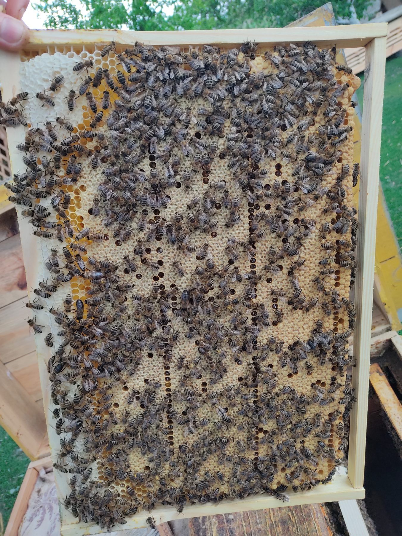 Карпатка бджолопакети