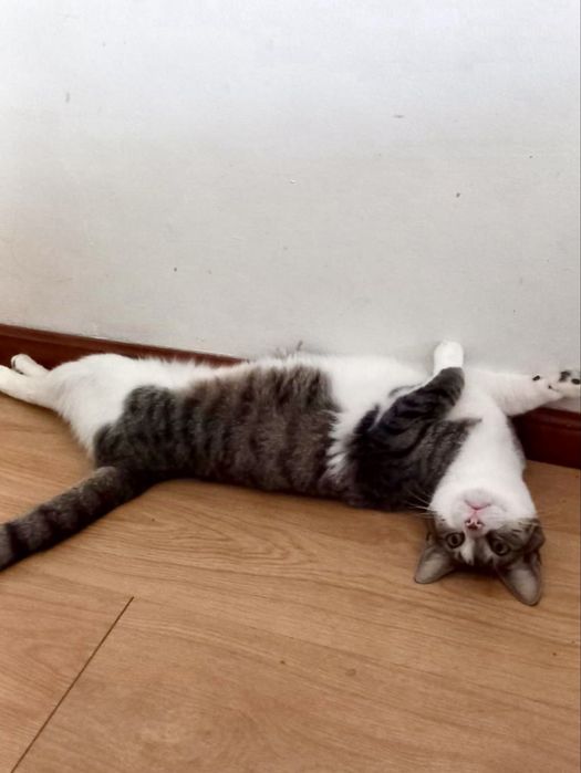 Gato adulto para adoção responsável