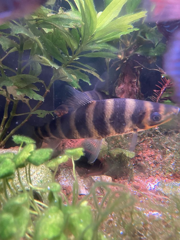 Leporinus fasciatus