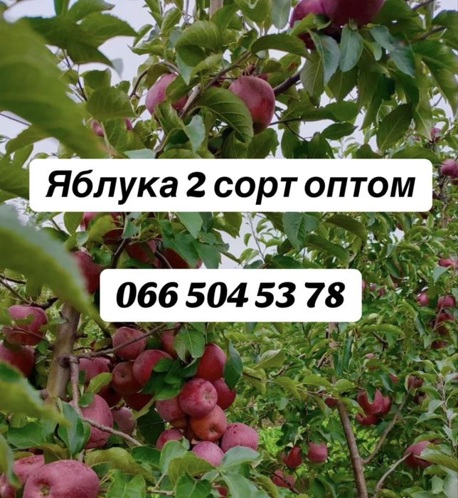 Яблука оптом другого сорту
