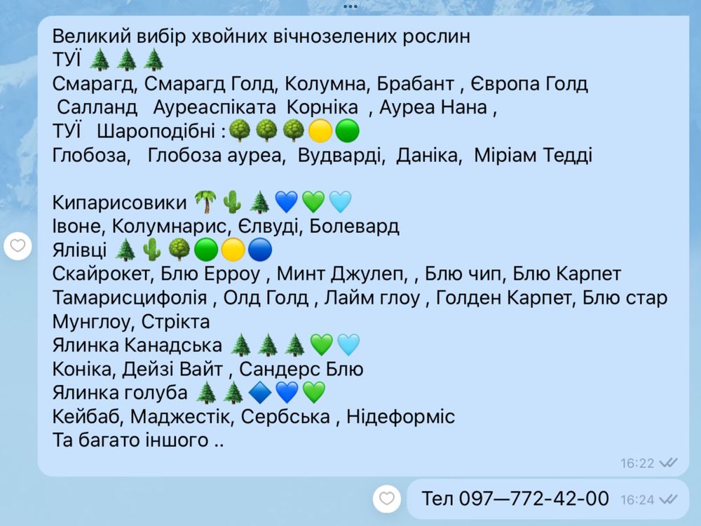 Кипарисовик , ель  , туи смарагд , брабант Колумна  Гортензия