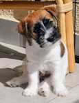 Jack Russell Terrier