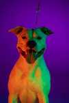 Вʼязка амстафф (American staffordshire terrier)