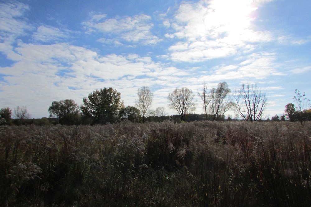 ПУХІВКА. Земельна ділянка 19 соток під забудову.