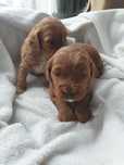 Cockapoo. Hybryda. Suczka. Cocker Spaniel Angielski / Pudel miniatura