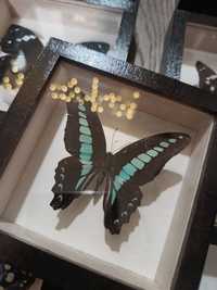 Motyl w ramce Graphium sarpedon