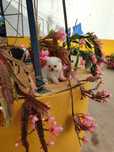 Spitz Alemão  miniatura