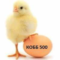 Цыплёнок суточный КОББ 500.