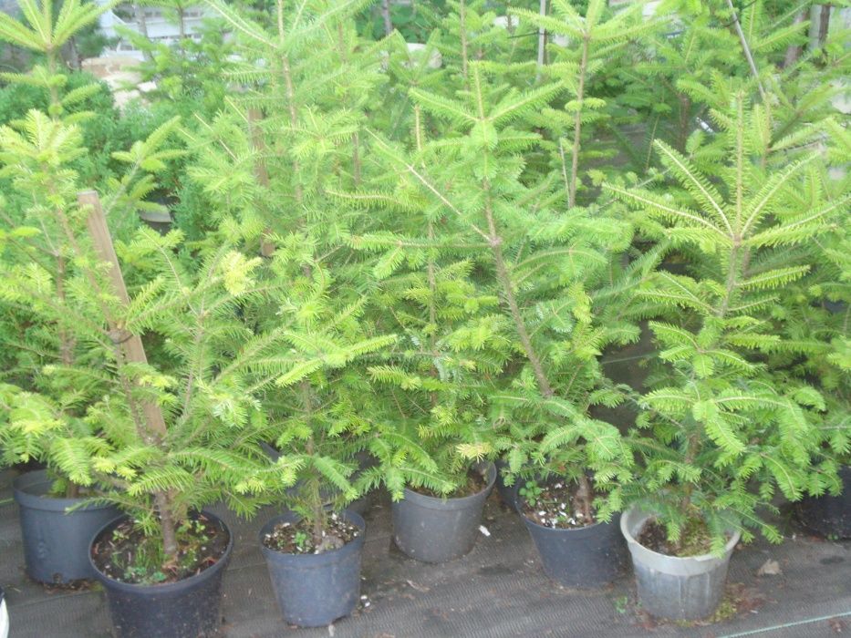 Sadzonki  jodeł - daglezji w doniczkach wys -50 - 70 cm i większe