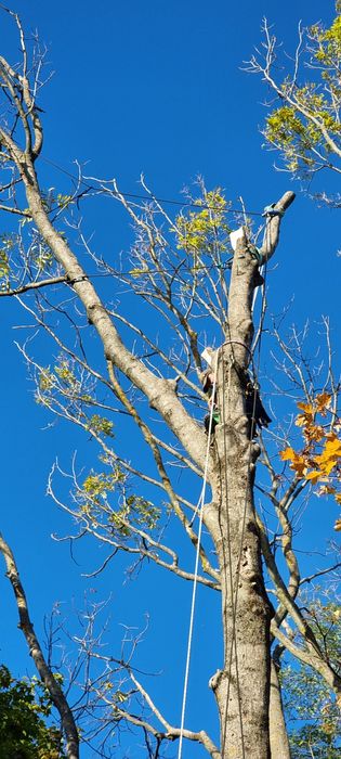 Арбористика. Спил дерев. Видалення пнів і аврійних дерев.