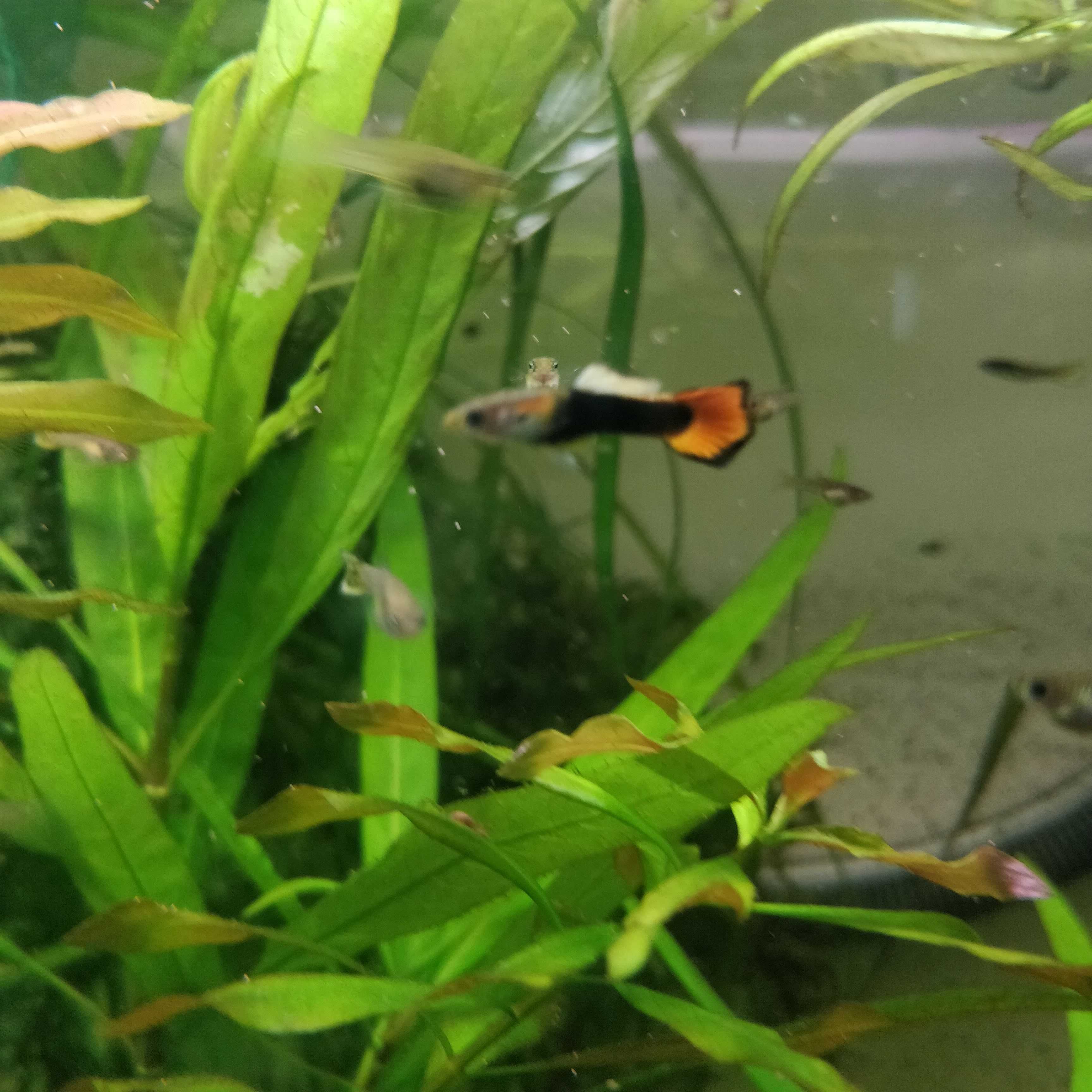 Gupiki narybek z własnej hodowli 3 cm